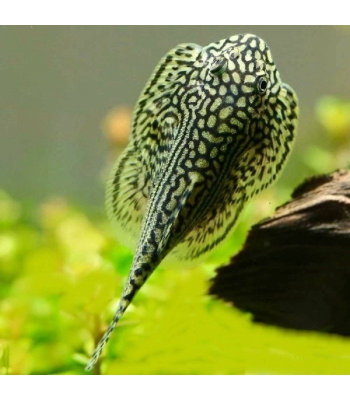 Tiger Hillstream Loach Sewellia Lineolata