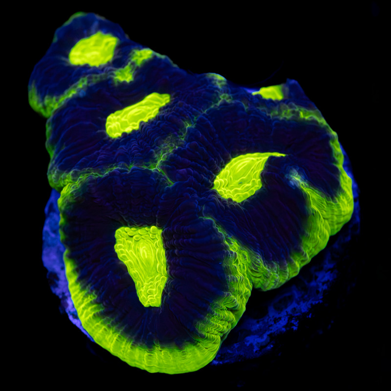 Favia Complanata Green Toxic