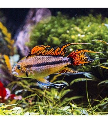 APISTOGRAMMA CACATUOIDES DOBLE ROJO ASIA 3.5-4 CM