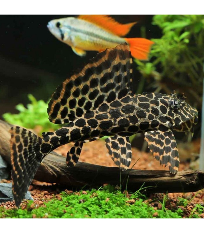 Pleco Leopardo Veu Pterygoplichthys Gibbiceps 10-12cm