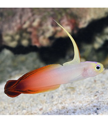 Firefish Goby - Nemateleotris magnifica