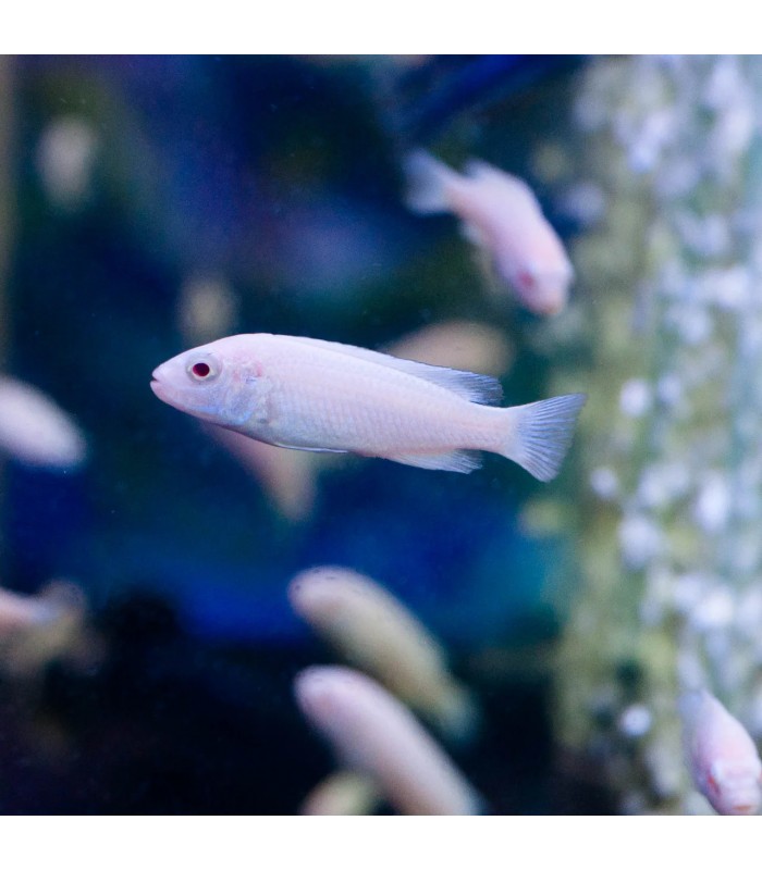 Pseudotropheus Socolofi Snow White