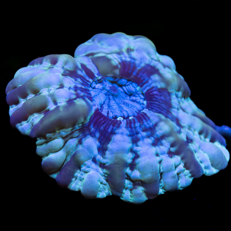 Cynarina lacrimalis WYSIWYG