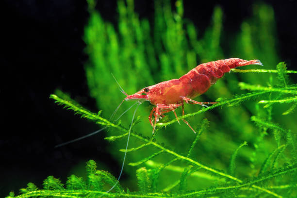 NEOCARIDINA DENTICULATA VAR. " SUPER RED CHERRY"