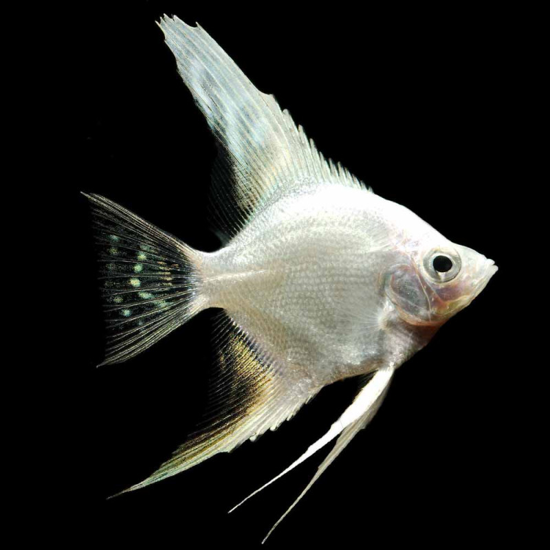 Escalar silver platinum diamond -3-35 - Pterophyllum Scalare