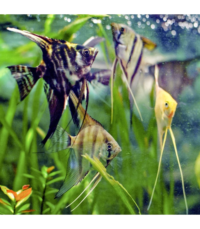 Escalar Sortido 3 - 4 cm Pterophyllum scalare