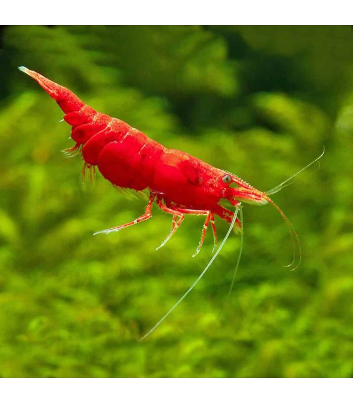 Red Fire Shrimp Neocaridina Davidi Var. Red Fire