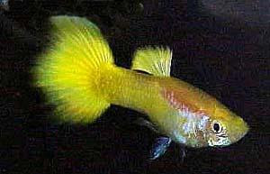 GUPPY MACHO H.B. YELLOW DELTA 3.5-4 CM BSF