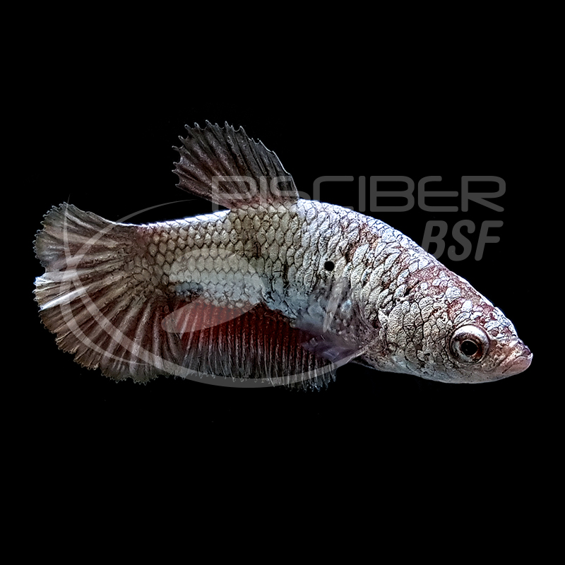 BETTA HEMBRA PLAKAT 3-4 CM