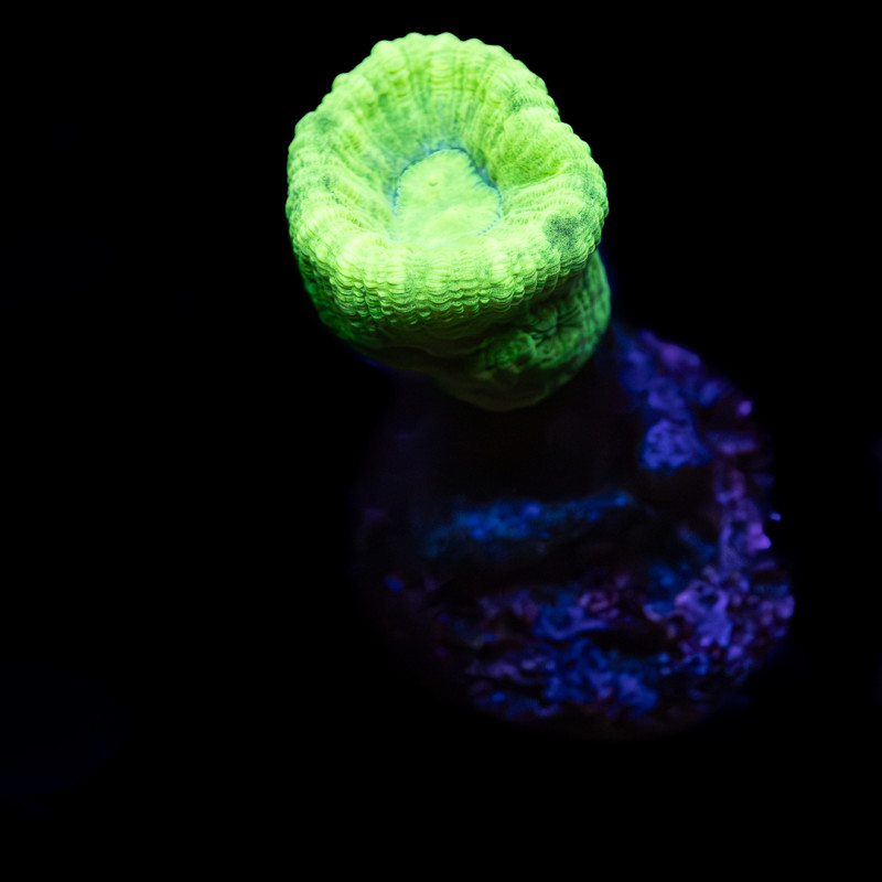Caulastrea Curvata Green Flour II