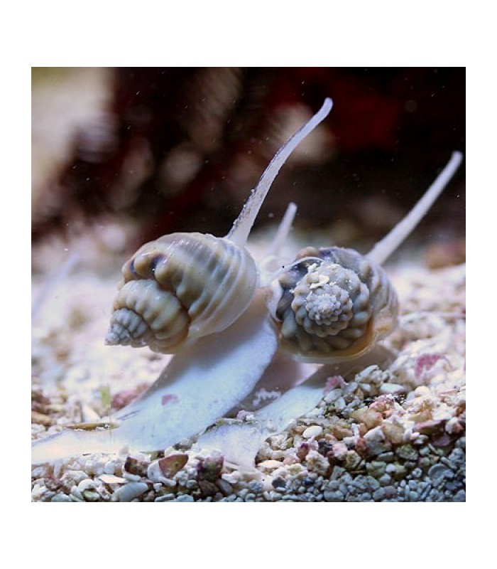 Nassarius vibex - Caracol