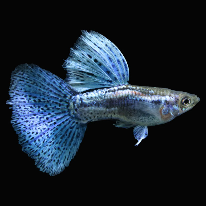Guppy Blue Grass (Casal) - Poecilia reticulata
