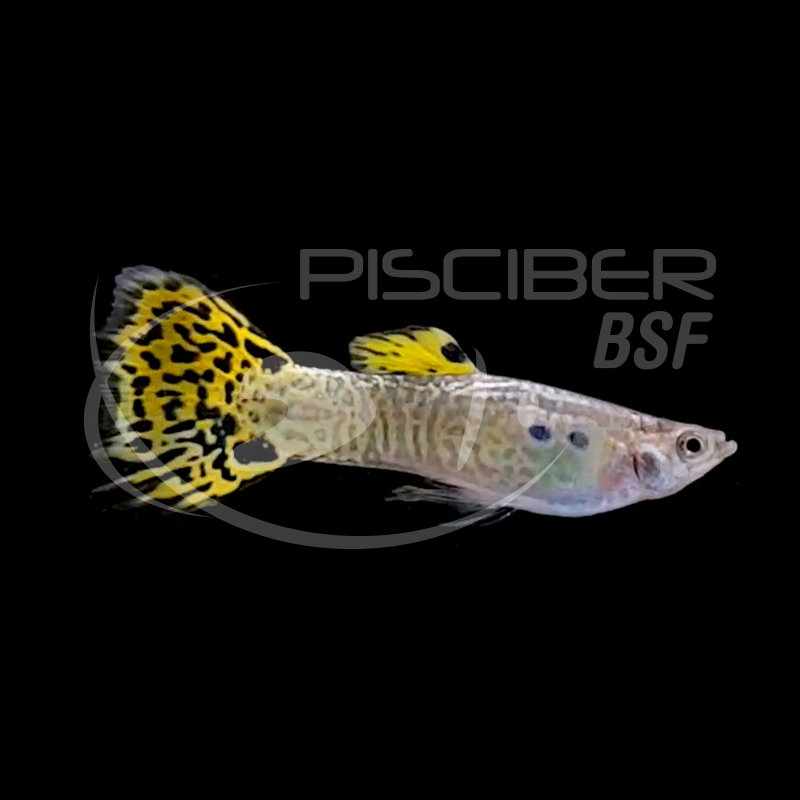 GUPPY MACHO COBRA VERDE 3-3.5 CM