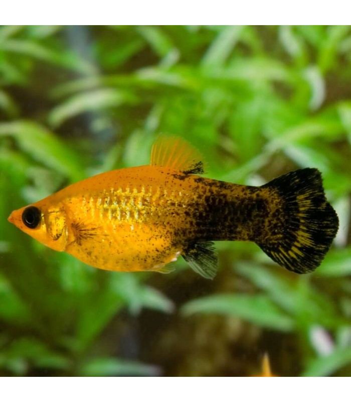 Molly Gold Dust - Poecilia sphenops