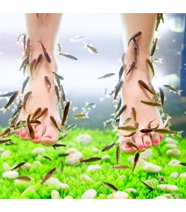 Garra Rufa - Peixe médico / Doctor Fish