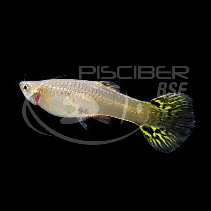 GUPPY HEMBRA COBRA SURTIDA 3.5-4 CM BSF