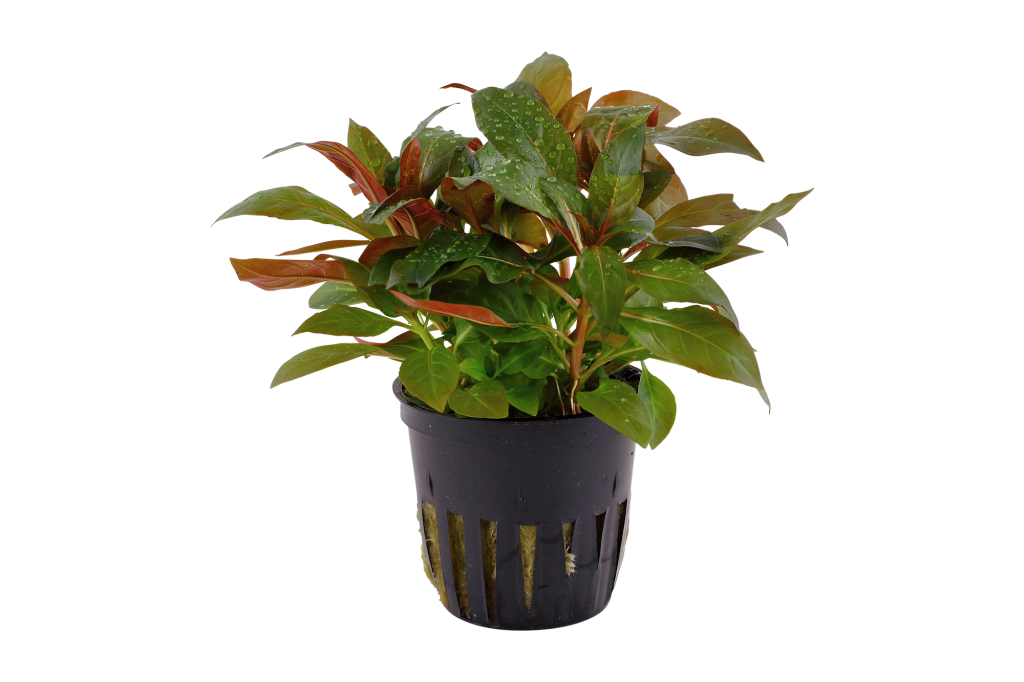 Ludwigia glandulosa potted