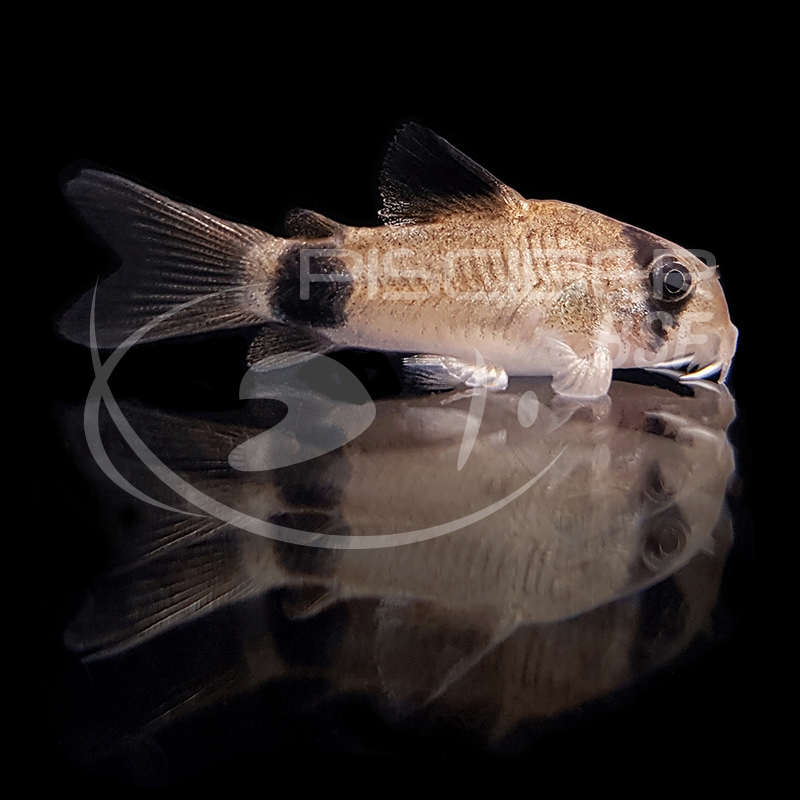 CORYDORAS PANDA 2-2.5 CM