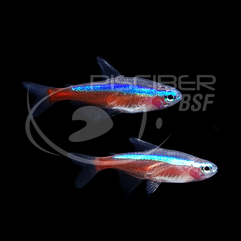 NEON CARDENAL 2-2.5 CM CRIADO EN CAUTIVIDAD
