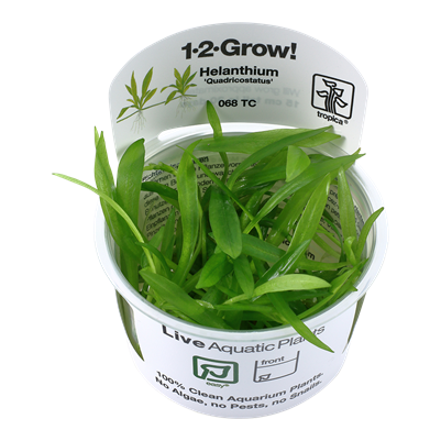 Helanthium quadricostatus in-vitro echinodorus