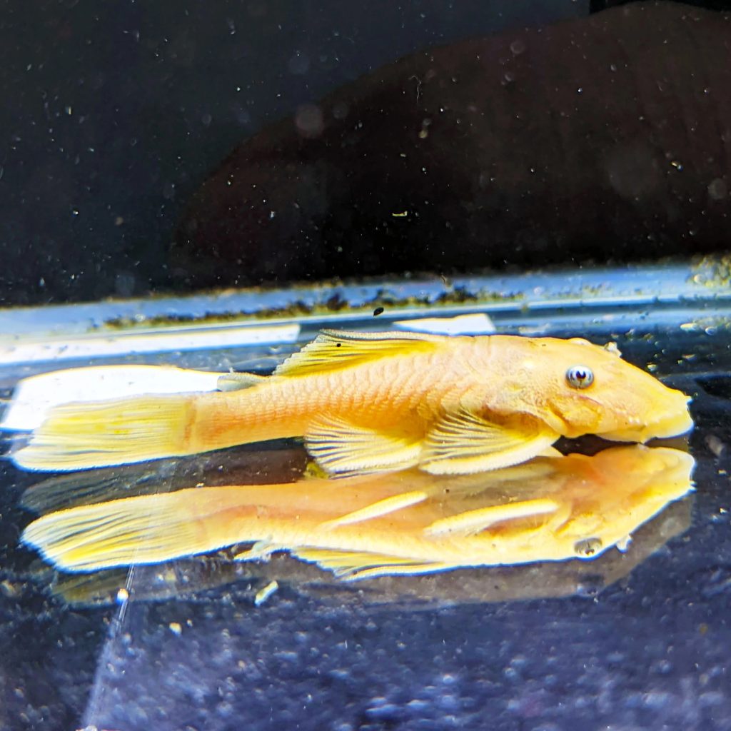 ANCISTRUS ALBINO 2.5-3 CM