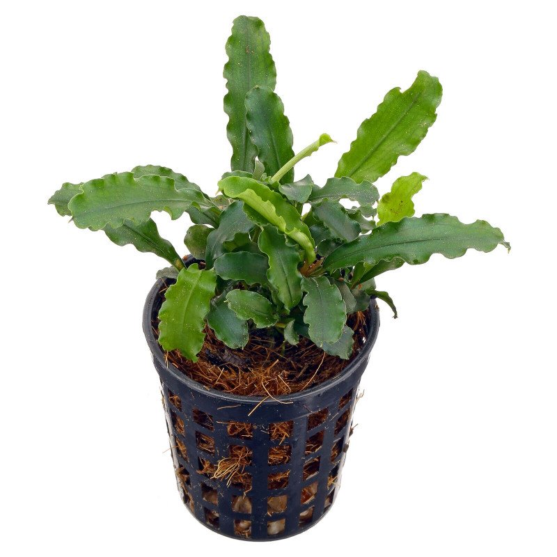 Bucephalandra pygmaea 'Wavy Green'