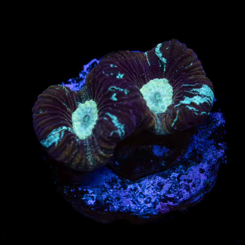 Goniastrea II