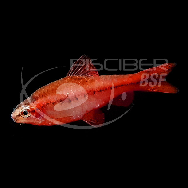 BARBO CEREJA 2-2.5 CM