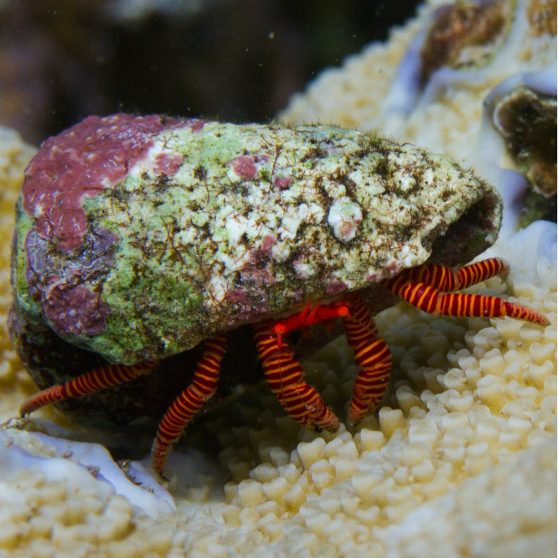 Ciliopagurus strigatus - Halloween Hermit Crab
