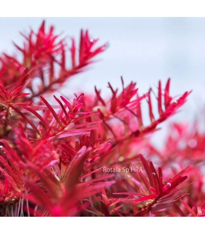 Rotala Rotundipholia - Vietnam H´ra