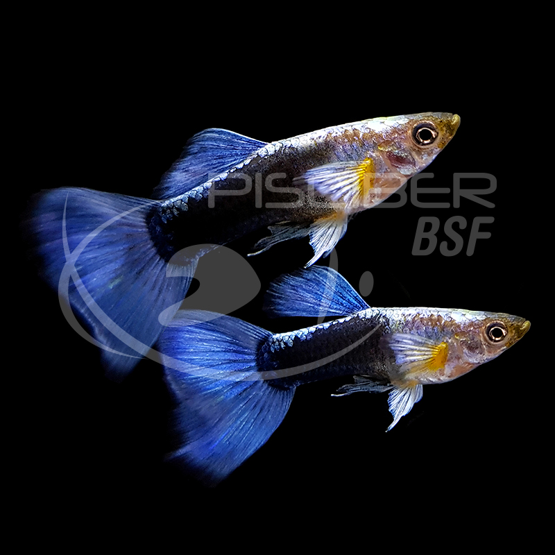GUPPY MACHO NEON AZUL 2.5-3 CM