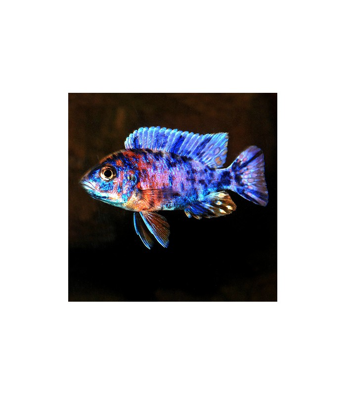 Aulonocara sp. Calico OB 5-6cm