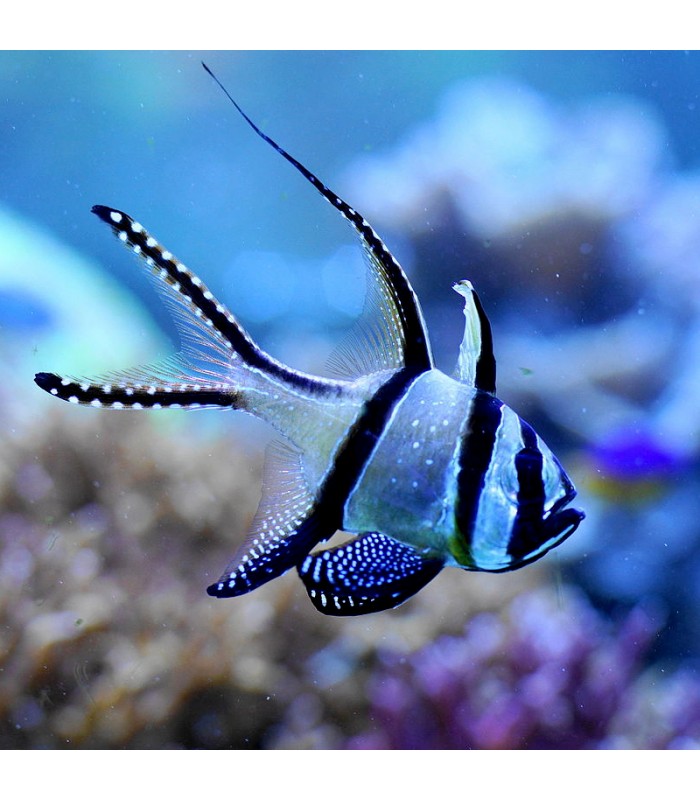 Pterapogon kauderni - Cardinal Banggai Tank Bred