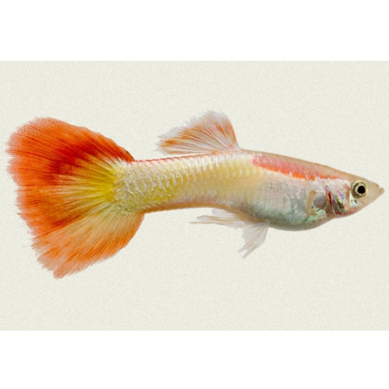 GUPPY MACHO FLAME 3.5-4 CM BSF