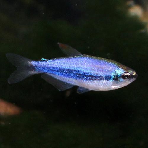 Tetra Imperador Azul