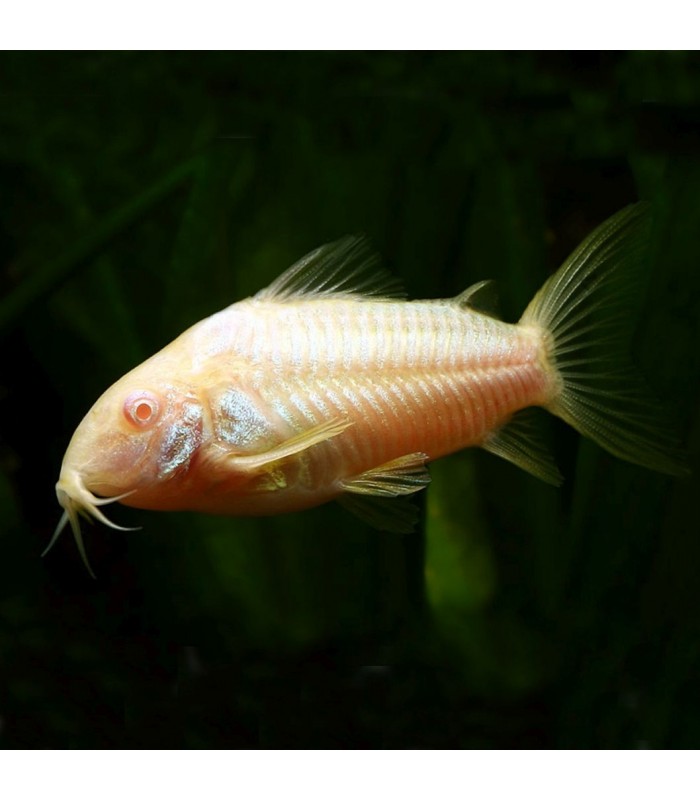 Corydoras Aeneus Albina