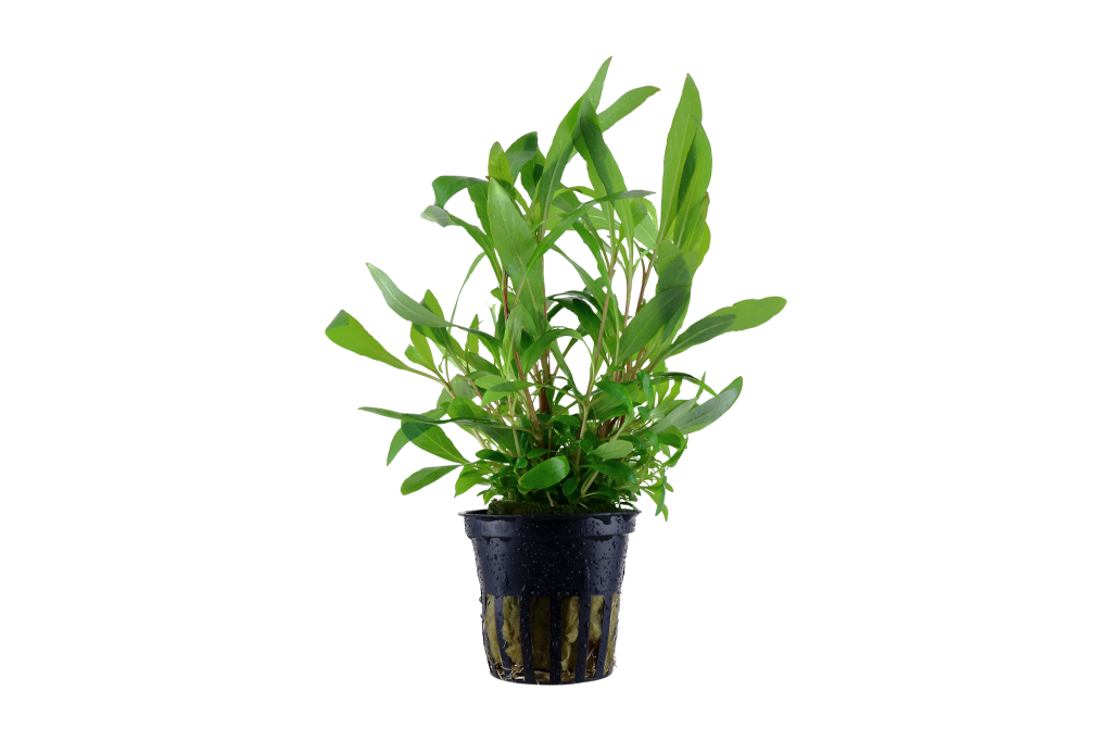 Hygrophila corymbosa 'Siamensis 53B' potted