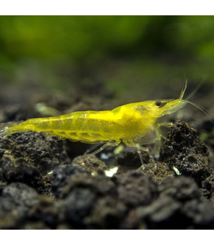 Yellow Fire Shrimp Neocaridina Avidi Var Yellow Fire