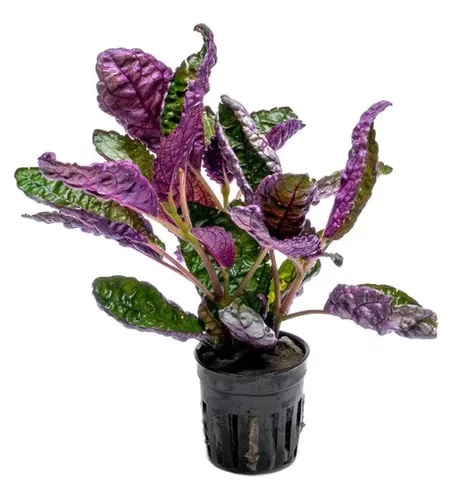 HEMIGRAPHIS COLORATA