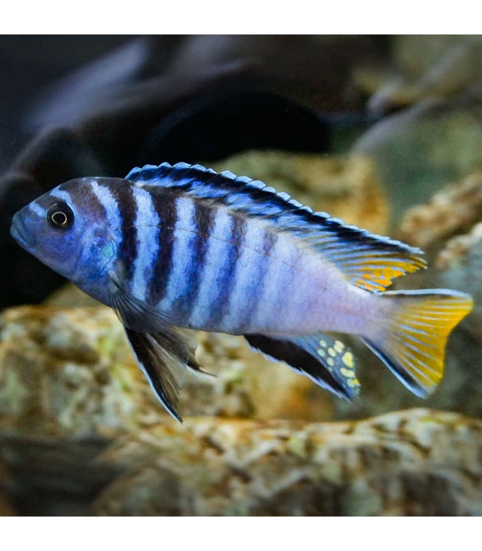 Pseudotropheus Elongatus Mpanga