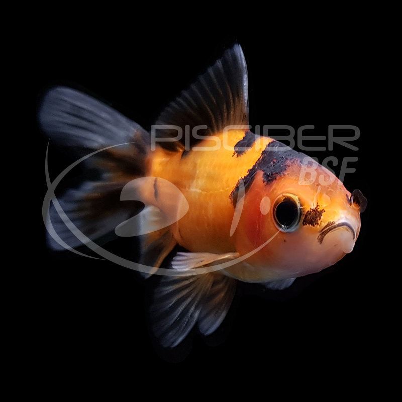 FANTAIL CALICO 4-5 CM