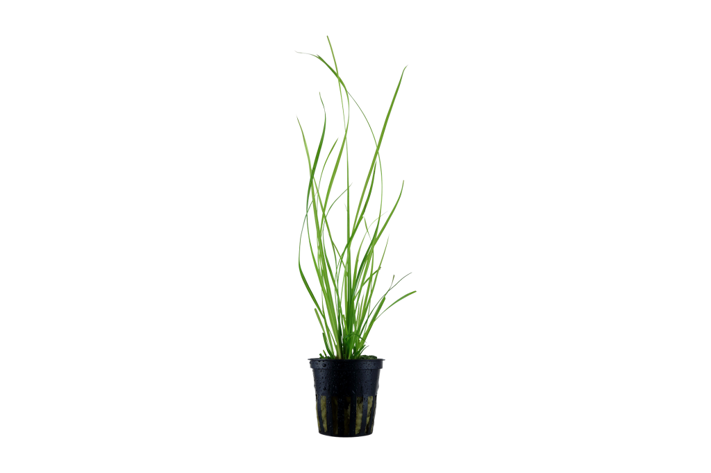 Cyperus helferi potted