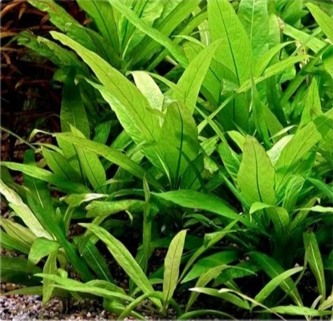 HYGROPHILA SP. THAILAND (IN VITRO)