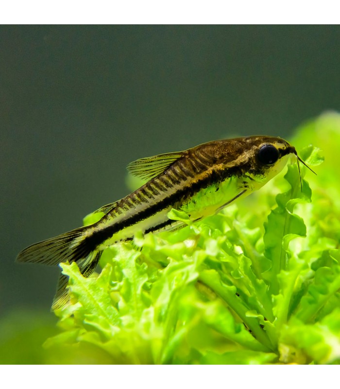Corydoras Pygmaeus m