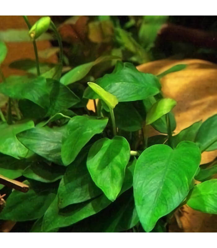 Anubias barteri var. Nana