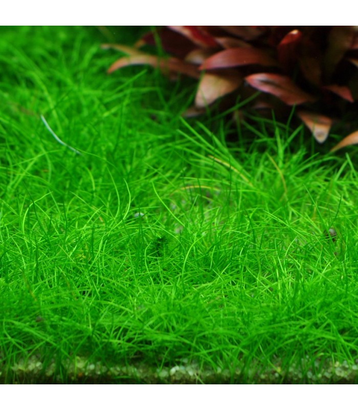 Eleocharis acicularis “Mini”