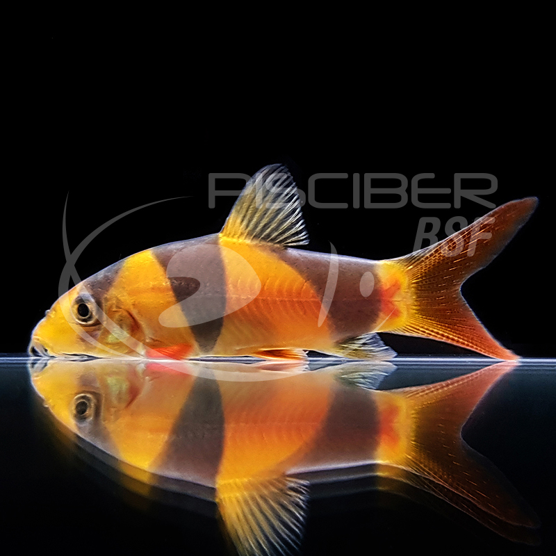 BOTIA PALHAÇO 3-4 CM