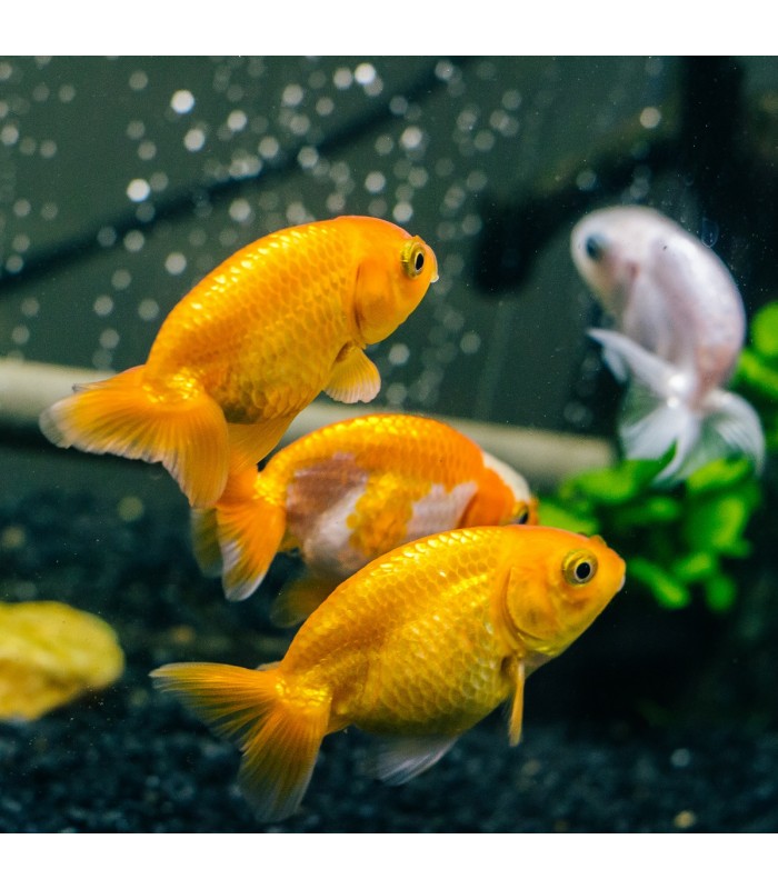 Carassius Auratus - Ranchu Red & White 3-4 cm