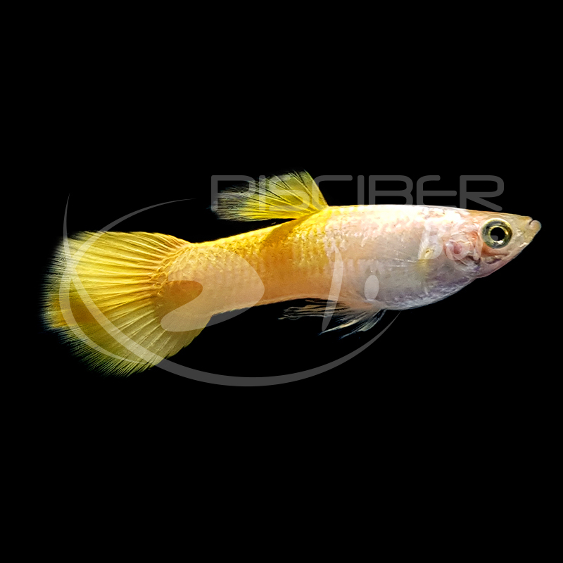 GUPPY MACHO DORADO 3-3.5 CM