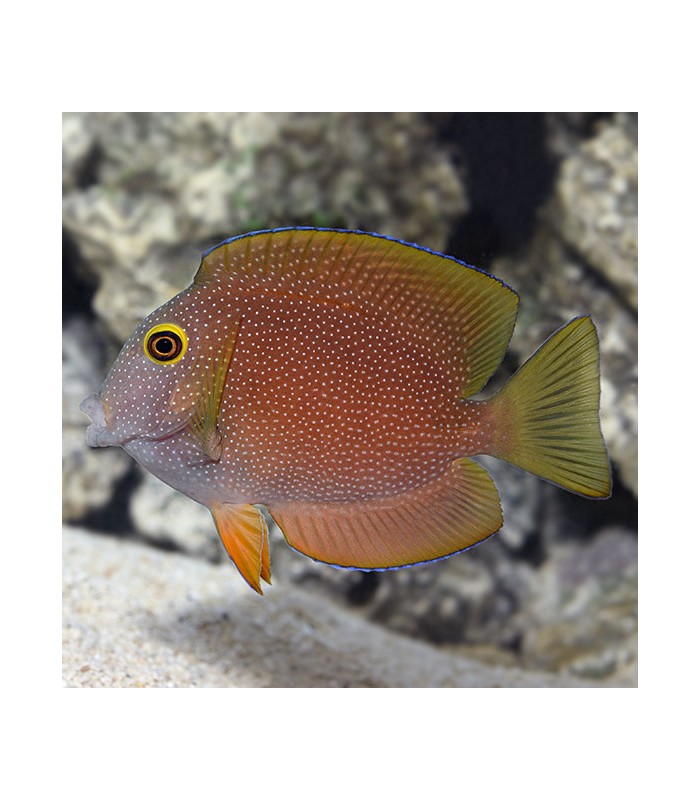 Ctenochaetus truncatus - Squaretail Bristletooth Tang